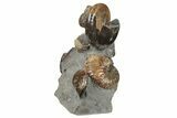 Excellent Fossil Ammonite Cluster - South Dakota #131227-2